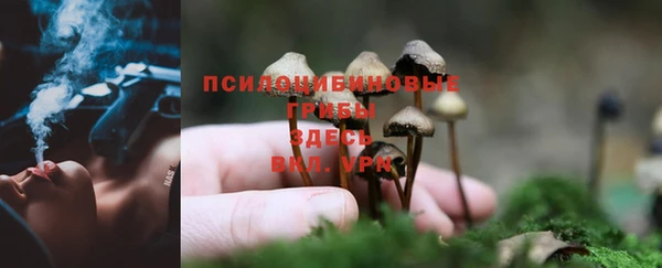 apvp Арсеньев